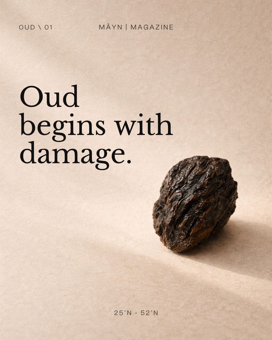 MÂYN Magazine — Oud begins with damage