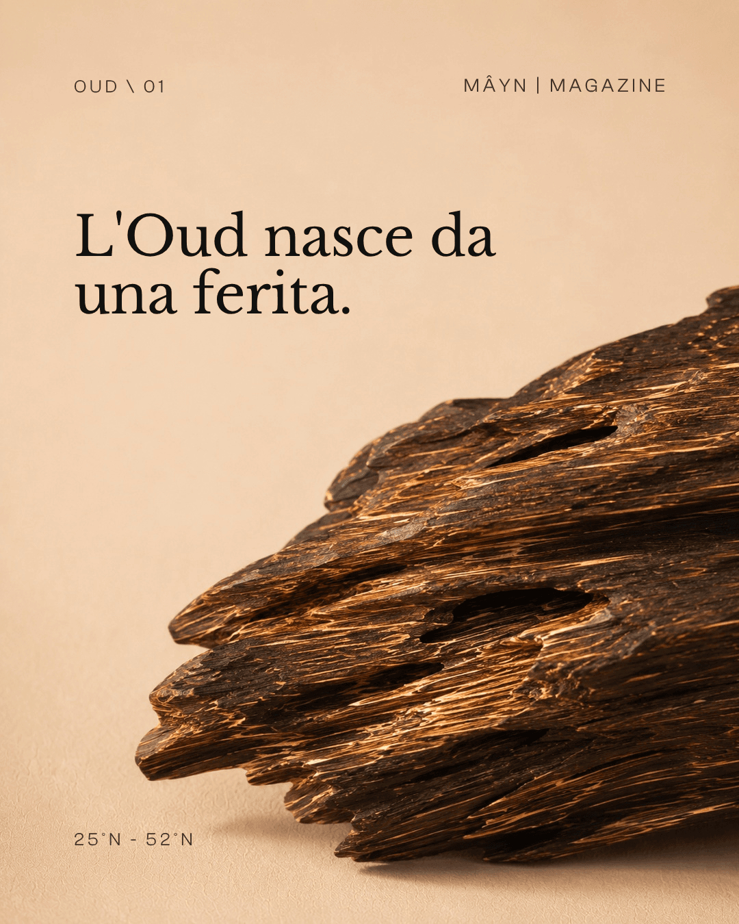 La materia più costosa della profumeria. Nata per caso, in silenzio, nel legno.