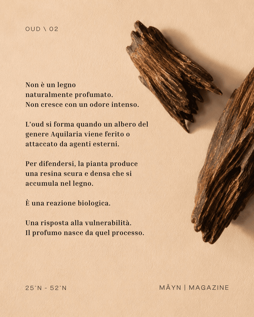 La materia più costosa della profumeria. Nata per caso, in silenzio, nel legno.