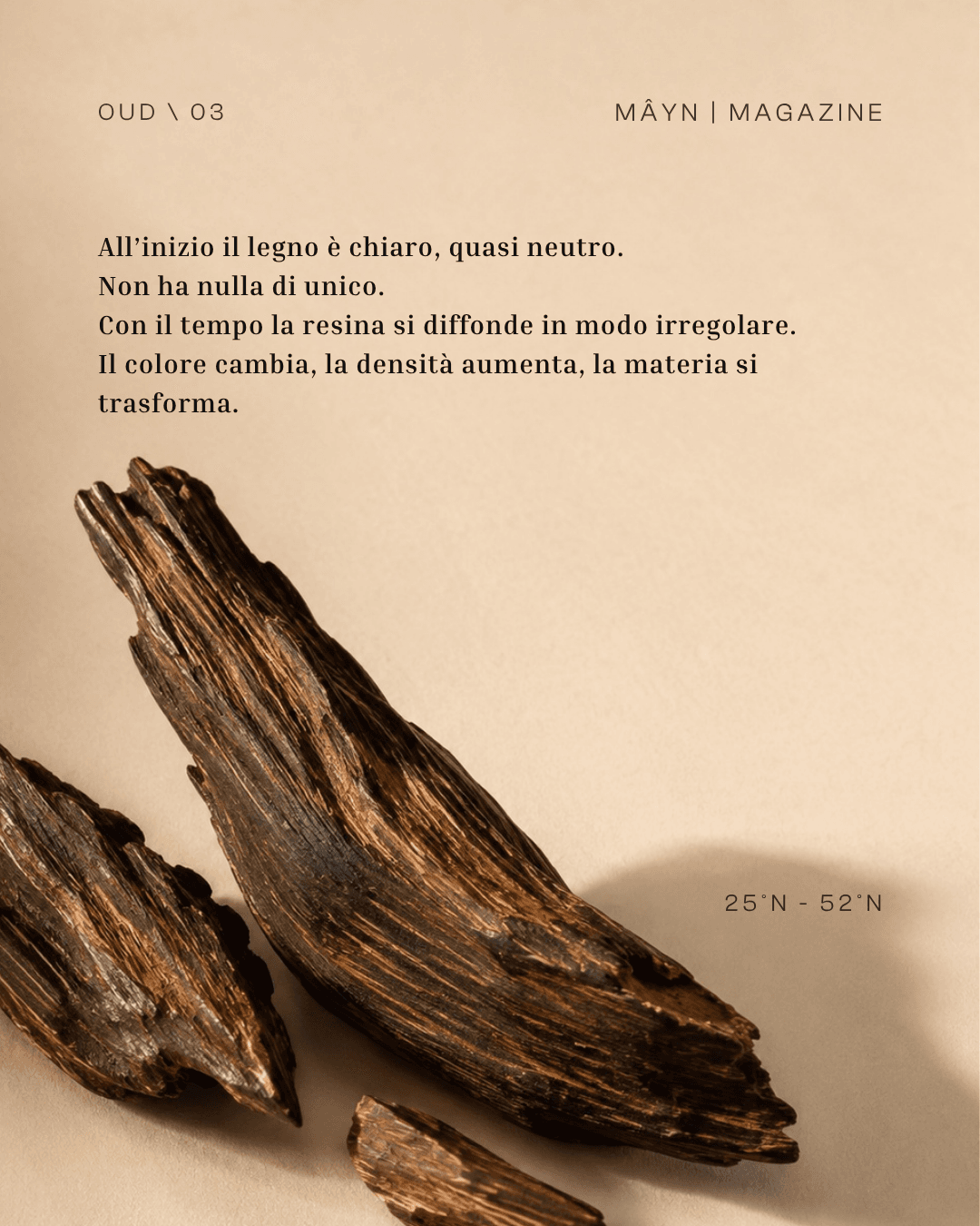 La materia più costosa della profumeria. Nata per caso, in silenzio, nel legno.