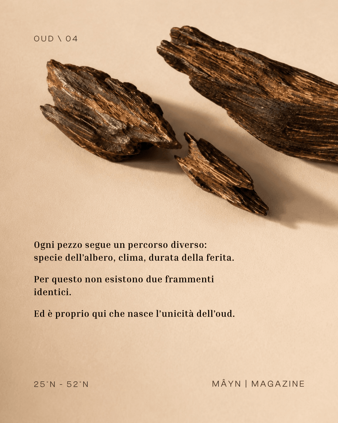 La materia più costosa della profumeria. Nata per caso, in silenzio, nel legno.
