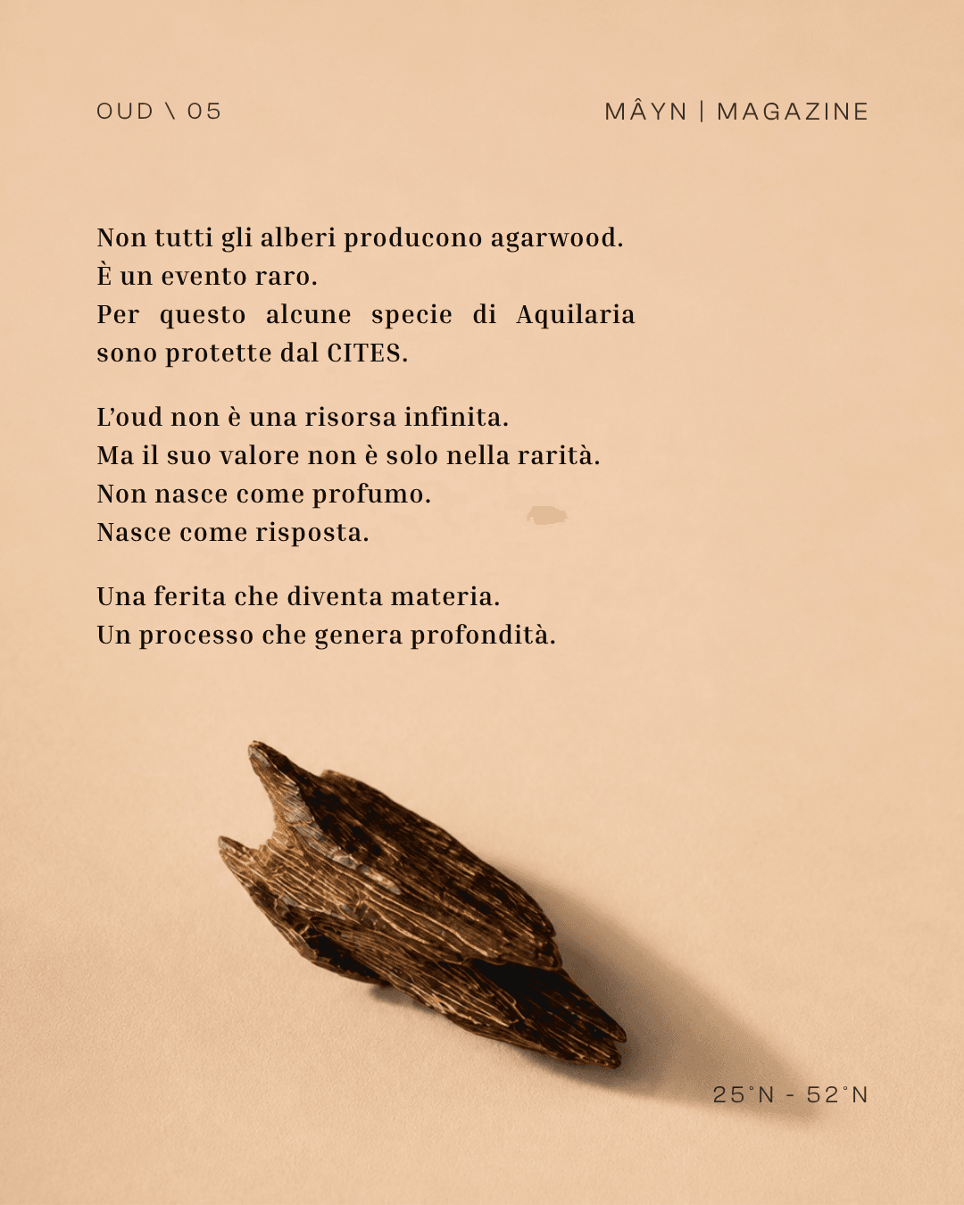 La materia più costosa della profumeria. Nata per caso, in silenzio, nel legno.